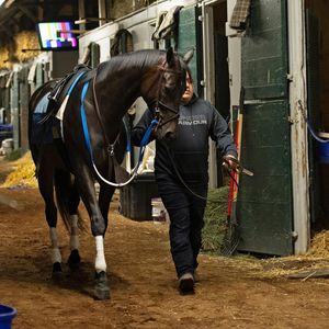 Image post by @thebloodhorse on Instagram