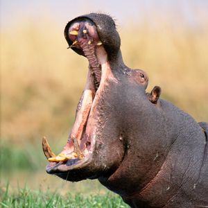 Image post by @discovery on Instagram