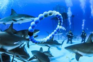 Image post by @discovery on Instagram