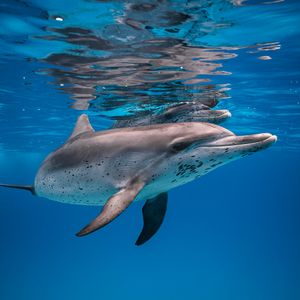 Image post by @discovery on Instagram