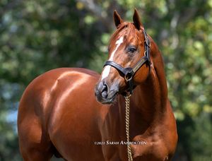 Image post by @thoroughbred_daily_news on Instagram
