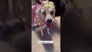 Video post by @livelikeroofoundation on YouTube