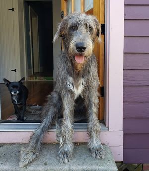 Image post by @thesavannahwolfhound on Instagram