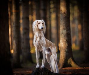 Image post by @animalplanet on Instagram