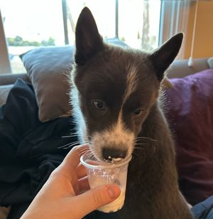 Image post by @tux_the_blue_pomsky on Instagram