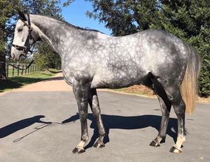 Image post by @australianturfclub on Instagram