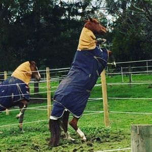 Image post by @snaffle_it on Instagram