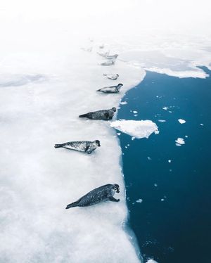 Image post by @dronepals on Instagram