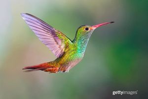Image post by @gettyimages on Instagram