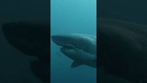 Video post by @streamonmax on YouTube
