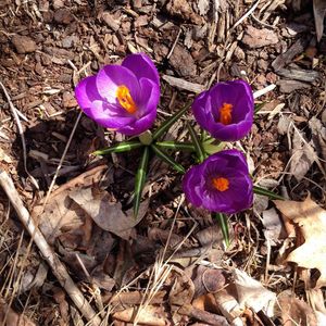 Image post by @kidsgardening on Instagram