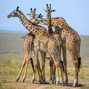Image post by @animalplanet on Instagram
