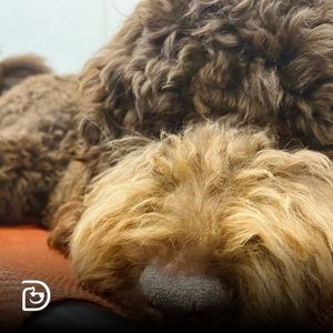 Image post by @dogtopiagr on Instagram