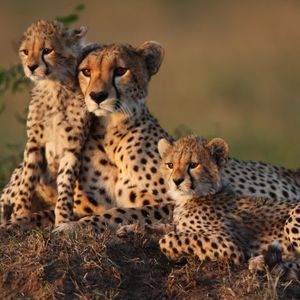 Image post by @animalplanet on Instagram