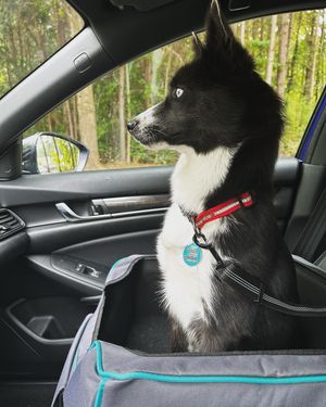Image post by @tux_the_blue_pomsky on Instagram