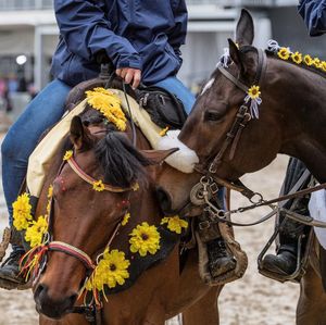Image post by @thebloodhorse on Instagram