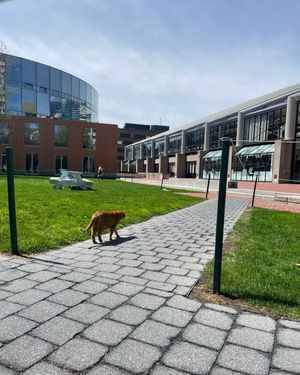 Image post by @harvard on Instagram