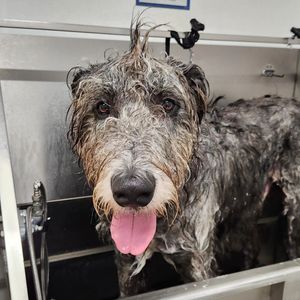Image post by @thesavannahwolfhound on Instagram