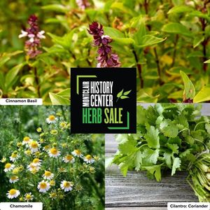 Image post by @experiencemontclair on Instagram