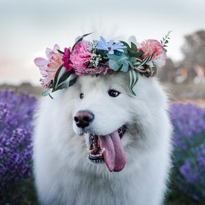 Image post by @evolvepetfood on Instagram