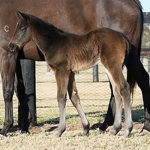 Image post by @australianturfclub on Instagram