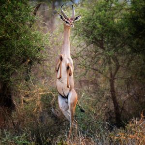 Image post by @animalplanet on Instagram