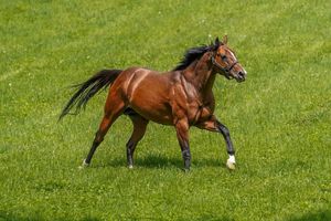 Image post by @spendthriftfarm on Instagram