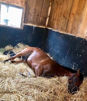 Image post by @spendthriftfarm on Instagram