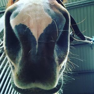 Image post by @snaffle_it on Instagram