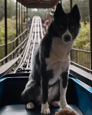 Image post by @tux_the_blue_pomsky on Instagram