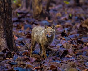 Image post by @discovery on Instagram