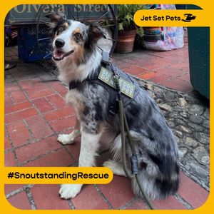 Image post by @jetsetpets on Instagram