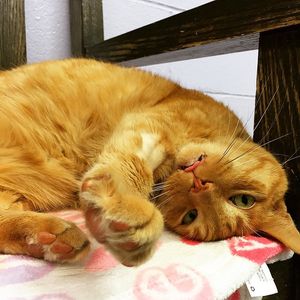 Image post by @animalplanet on Instagram