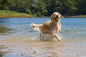 Image post by @triumphpetfood on Instagram