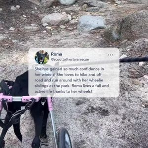 Image post by @walkinpets on Instagram