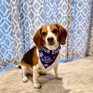 Image post by @setonhall on Instagram