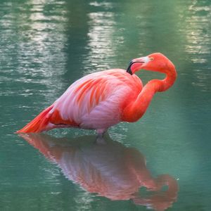 Image post by @animalplanet on Instagram
