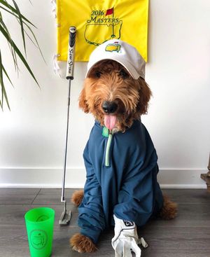 Image post by @golfdogs on Instagram
