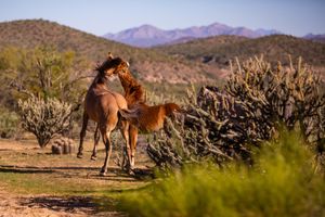 Image post by @cityofapachejunction on Instagram