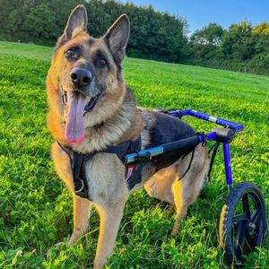 Image post by @walkinpets on Instagram