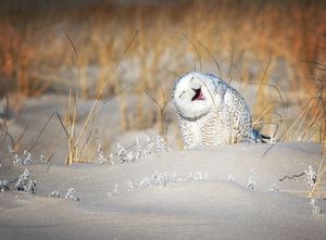 Image post by @AnimalPlanet on Twitter