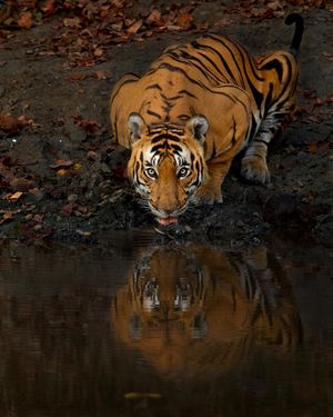Image post by @discovery on Instagram