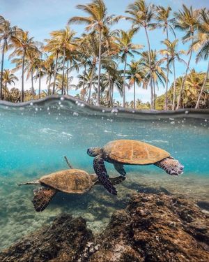 Image post by @olukai on Instagram