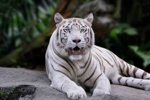 Image post by @animalplanet on Instagram