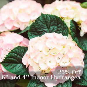 Image post by @shopbachmans on Instagram