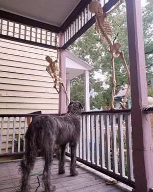 Image post by @thesavannahwolfhound on Instagram