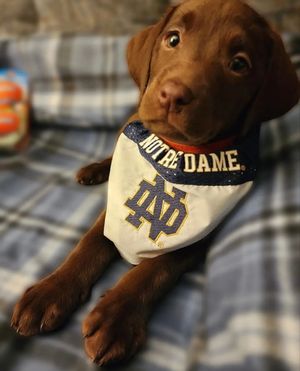 Image post by @thefightingirish on Instagram