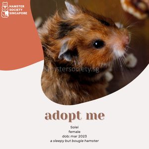 Image post by @hamstersociety.sg on Instagram