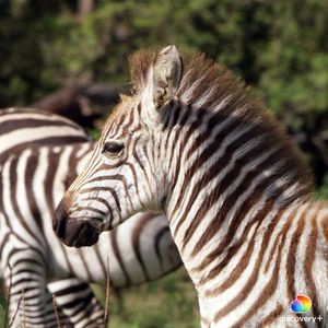 Image post by @animalplanet on Instagram