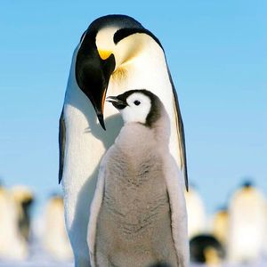 Image post by @animalplanet on Instagram